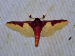 Pachynoa purpuralis