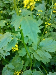 Brassiceae