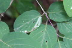 Aulagromyza hendeliana