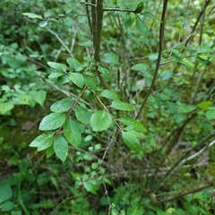 Forestiera ligustrina
