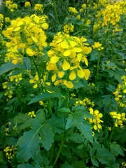 Brassiceae