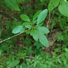 Forestiera ligustrina