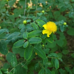 Hypericum frondosum