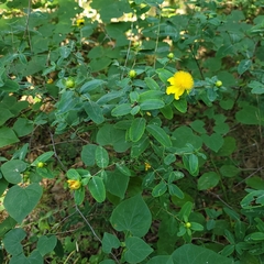 Hypericum frondosum
