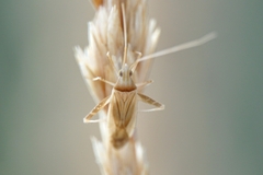 Phytocoris flammula