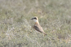 Charadrius leschenaultii scythicus