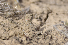 Phrynocephalus helioscopus