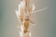 Phytocoris flammula