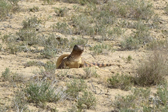 Varanus griseus caspius