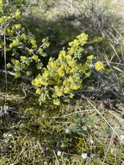 Pimelea spinescens