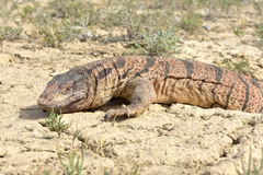 Varanus griseus caspius