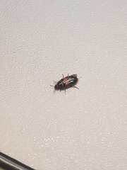 Divales bipustulatus