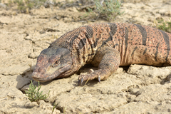 Varanus griseus caspius