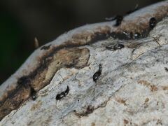 Sepedophilus bipustulatus
