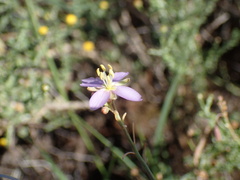 Heliophila minima