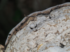 Sepedophilus bipustulatus