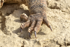 Varanus griseus caspius