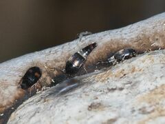 Sepedophilus bipustulatus
