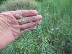 Poa subfastigiata