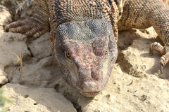 Varanus griseus caspius