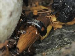 Sepedophilus bipustulatus