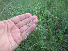 Poa subfastigiata