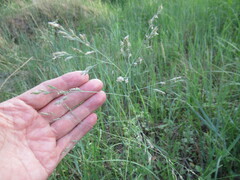 Poa subfastigiata