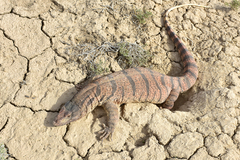 Varanus griseus caspius
