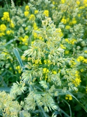 Dactylis glomerata
