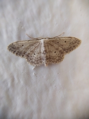 Idaea seriata
