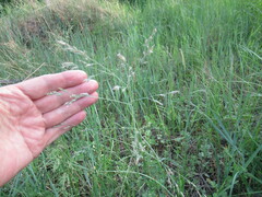 Poa subfastigiata