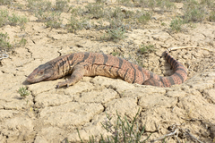 Varanus griseus caspius