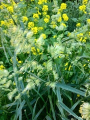 Dactylis glomerata