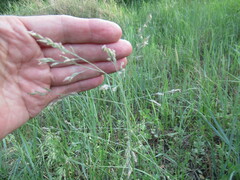 Poa subfastigiata