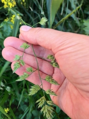 Dactylis glomerata
