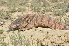 Varanus griseus caspius