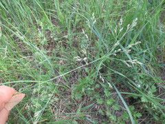Poa subfastigiata