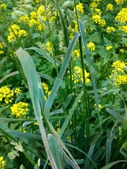 Dactylis glomerata