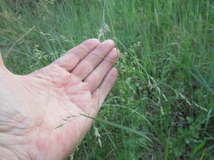Poa subfastigiata