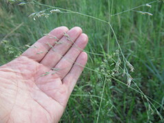 Poa subfastigiata