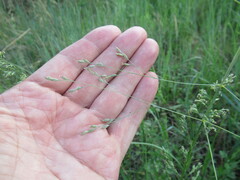 Poa subfastigiata