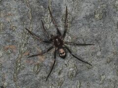 Sagana rutilans
