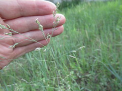 Poa subfastigiata