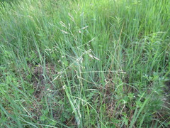 Poa subfastigiata