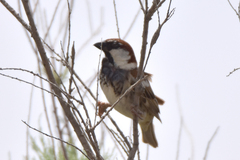 Passer hispaniolensis transcaspicus