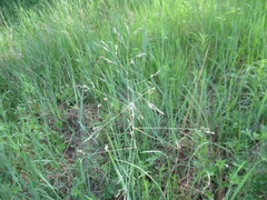 Poa subfastigiata