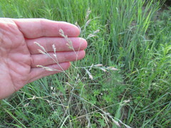 Poa subfastigiata