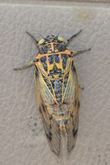Cicadatra querula
