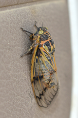 Cicadatra querula
