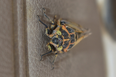 Cicadatra querula
